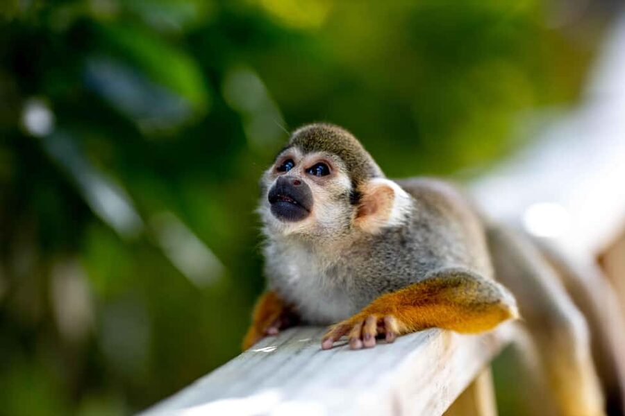 Samaná: Monkeyland and Open-Air Safari Truck Tour - Who Should Book This Tour, and Who Should Skip It