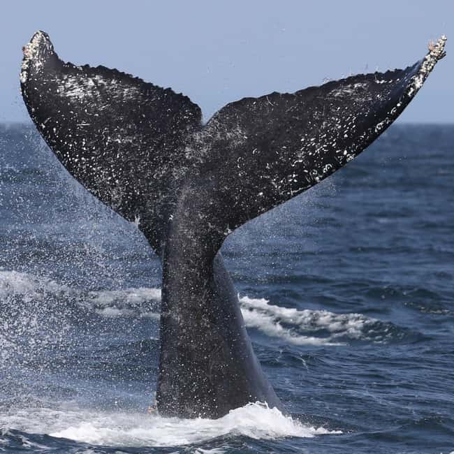 Samaná: Whale, Cayo Levantado, & Kayak in Samaná Bay Tour - Key things to know before you go