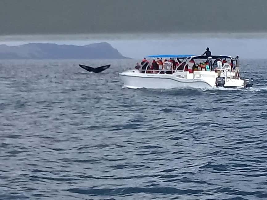 Samaná: Whale, Cayo Levantado, & Kayak in Samaná Bay Tour - Puentes de Samaná: the bridges-to-nowhere walk that makes photos easy