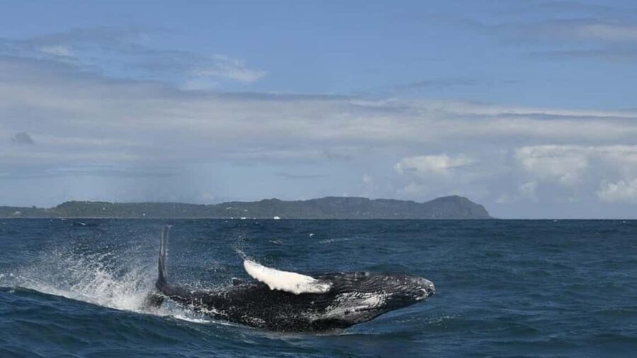 Samana Whale watching and Bacardi Island from Punta Cana - Whale watching in Samana Bay: the magic is seasonal