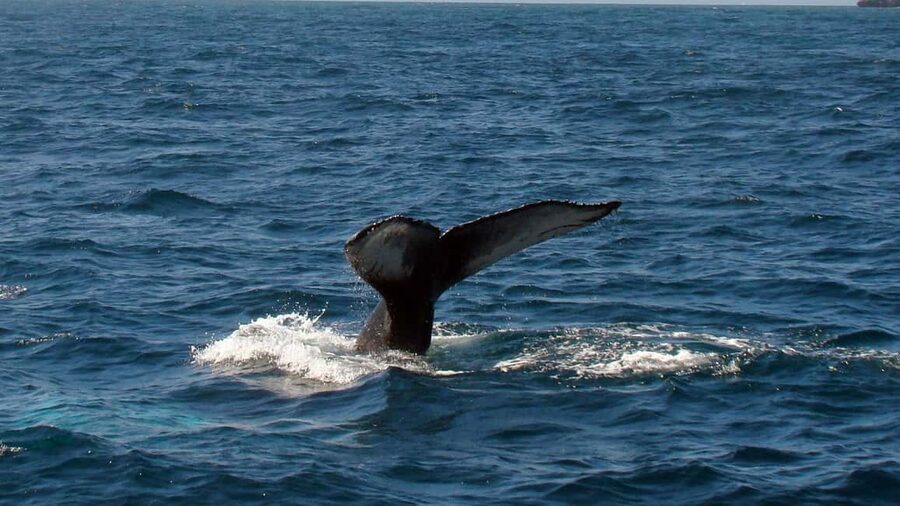 Samanà Whale Watching and Bacardi Island Tour From Bayahibe - Key points to know before you go