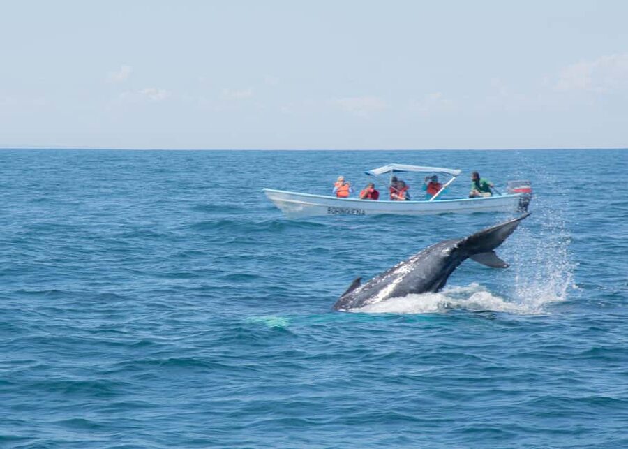 Samaná: Whale Watching Tour with Snacks - Key takeaways before you go