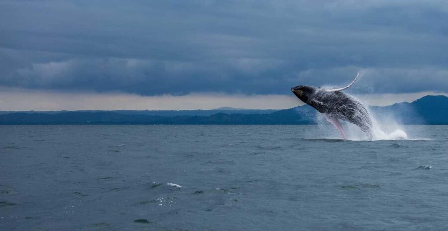 Samaná: Whale Watching Tour with Snacks - Why Bay of Samaná is special for humpbacks