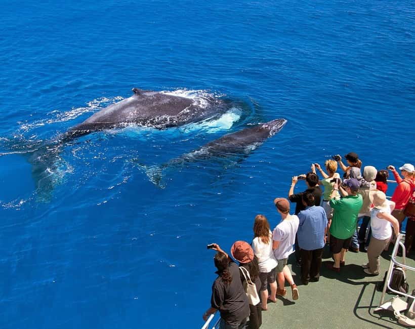 Samaná: Whale Watching Tour with Snacks - The boat time you’re actually paying for (and what it’s like)
