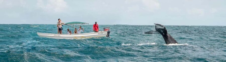 Samaná: Whale Watching Tour with Snacks - The rhythm of the trip: from dock meetup to sanctuary search