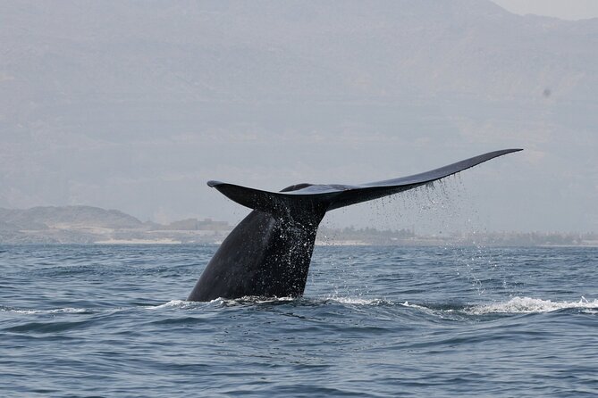 Samaná Whale Watching, waterfall & Cayo Levantado Adventure - Key highlights you’ll feel right away