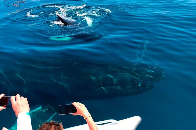 Samaná Whale Watching, waterfall & Cayo Levantado Adventure - Food and drinks: what’s included and why it matters on a long day