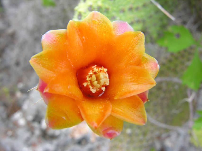 Santo Domingo: Natural Treasures of the City - Should You Book Santo Domingo: Natural Treasures of the City?