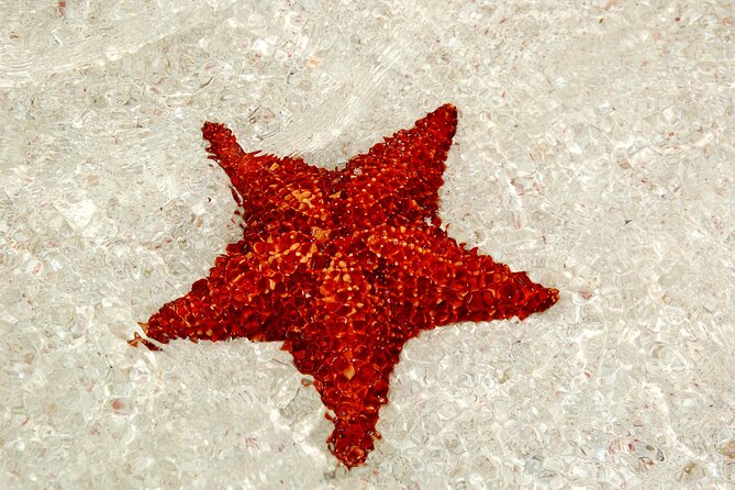 Saona by Speedboat: Private Beach & Snorkeling – Small Group - Timing and What the 7:30am Departure Changes