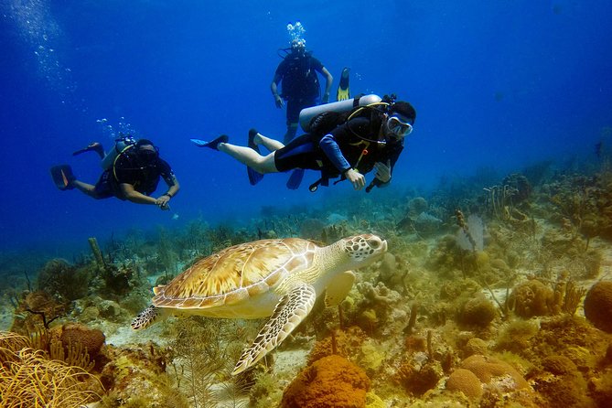 Saona Diving - Key Highlights at a Glance