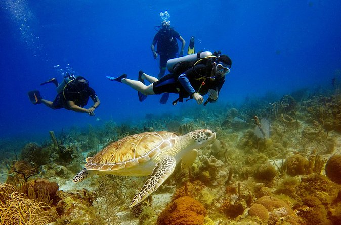 Saona Diving - Who Should Book This Saona Scuba Day