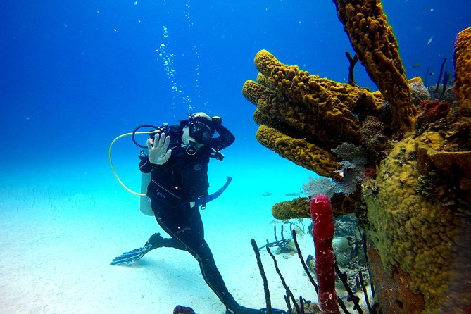 Saona Diving - 6:30 AM Pickup: Worth It, But Plan for Early