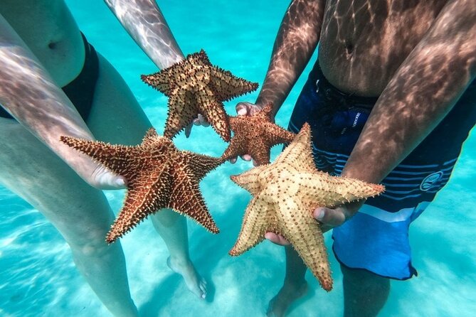 Saona Island Day Tour - Key highlights you should actually care about