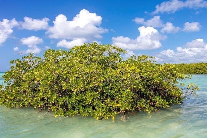 Saona Island Full-Day Tour with Lunch from Punta Cana - Price and value: is $93 a fair deal for a Saona day?