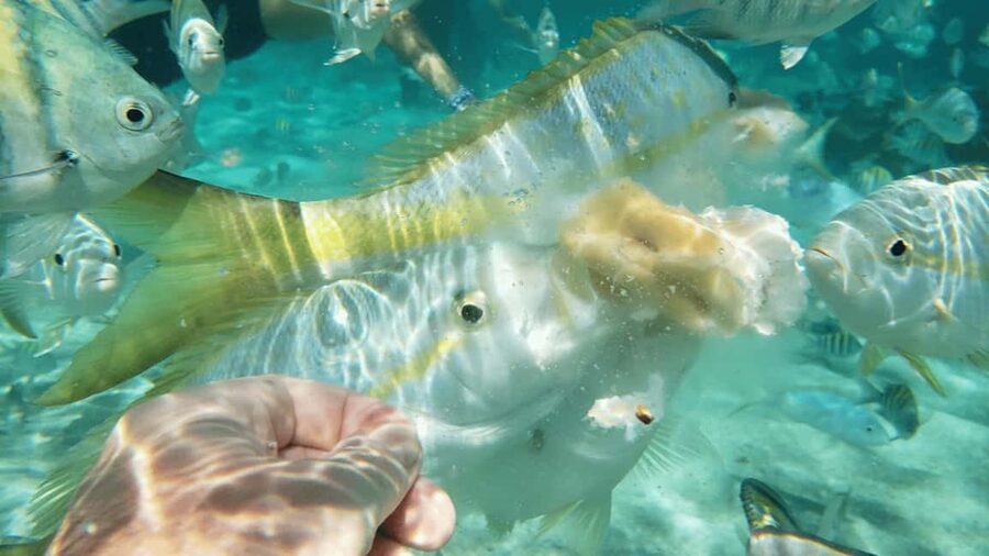 Saona Island: Hidden Beach & Natural Pool - Getting to the start: Punta Cana, Bávaro, and Uvero Alto pickups