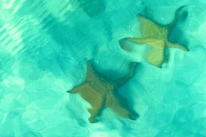 Saona Island, Natural pool Starfish, Fast boat, Catamaran +Dances - Saona Island: What You’re Really Paying For