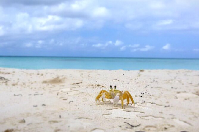 Saona Island, Natural pool Starfish, Fast boat, Catamaran +Dances - The Catamaran Ride With Dances and Animators