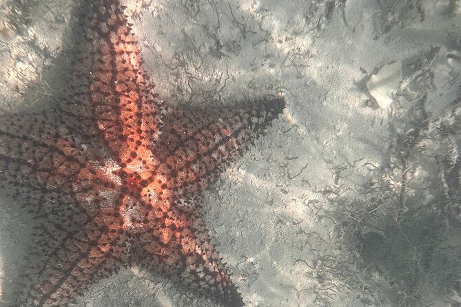 Saona Island Premium Discovery Tour from Punta Cana or Bayahíbe - Key Highlights That Matter (Not Just Nice-to-Have)