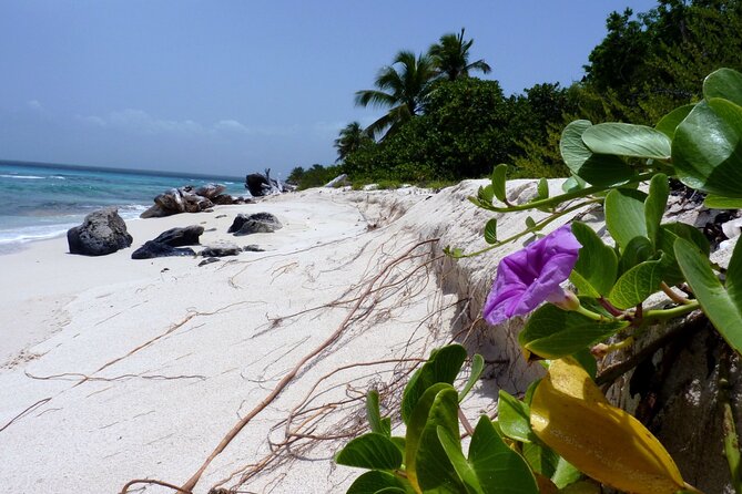 Saona Island Tour from Punta Cana with Lunch, Open Bar & Pickup - Buffet lunch and open bar: the value of being fed and watered