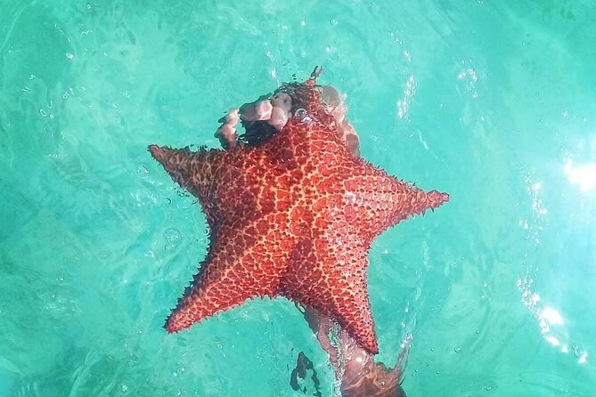 Saona Island Tour - Full Day from Punta Cana Buffet and drinks - What to Pack and Who This Tour Suits Best