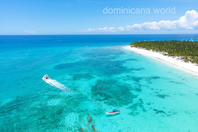 Saona Private Tour with Own Guide and Transport from Punta Cana - Saona Island morning: quiet sand, a curved palm tree, and real beach time