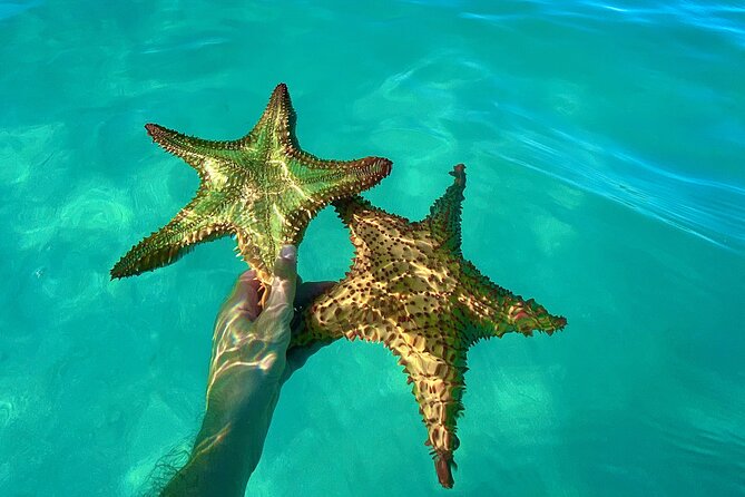 Saona Private Tour with Own Guide and Transport from Punta Cana - Playa Viva snorkeling: gear included, plus fish-feeding