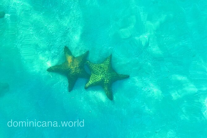 Saona Private Tour with Own Guide and Transport from Punta Cana - Piscina Natural Saona: starfish holding time and a floating bar