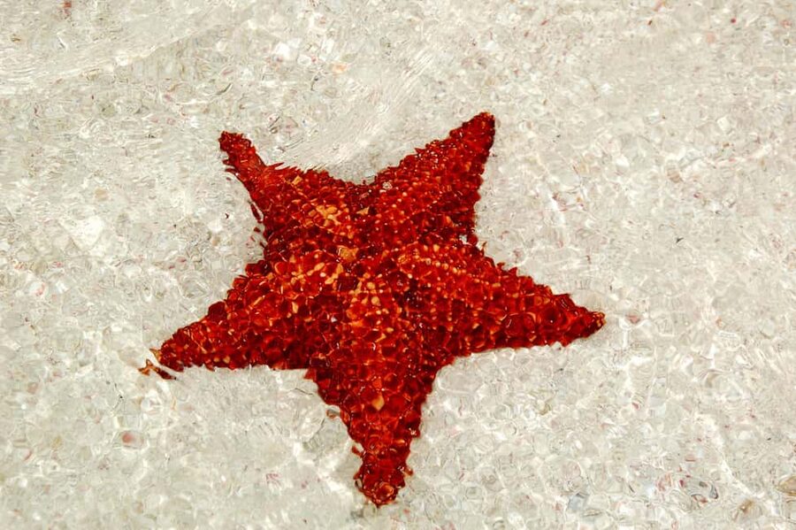 Saona Special Tour: Four Beaches & Canto Experience - Key takeaways before you go
