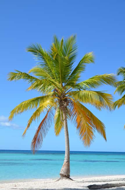 Saona Special Tour: Four Beaches & Canto Experience - Saona Paradise VIP Beach: Lunch, Open Bar, and Real Facilities