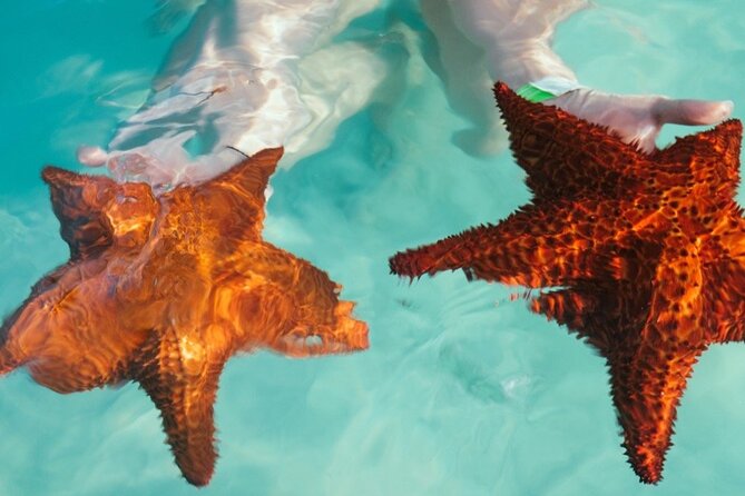 Saona VIP 3 Beaches, Natural Pool & Mano Juan Turtle Sanctuary - Value check: what $120 buys you (and what it doesn’t)