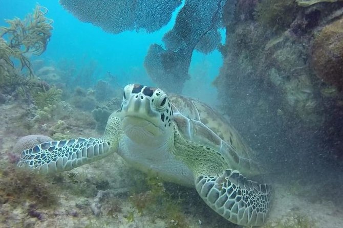 Scuba Diving at Catalina Island - 2 tank - for Certified Divers - Aquarium Reef (opposite side): a shallower second tank with big animal energy