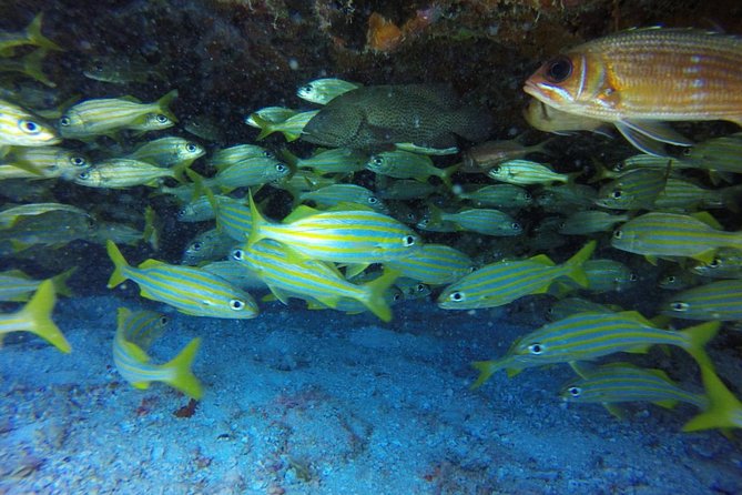 Scuba Diving at Catalina Island - 2 tank - for Certified Divers - Catalina Island lunch, open bar, and beach time after your 2-tank day