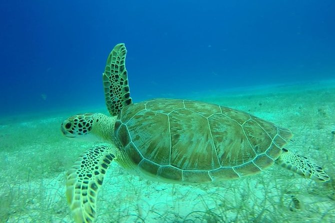 Scuba Diving at Catalina Island - 2 tank - for Certified Divers - Price and group size: what $189.99 buys you (and what can change)