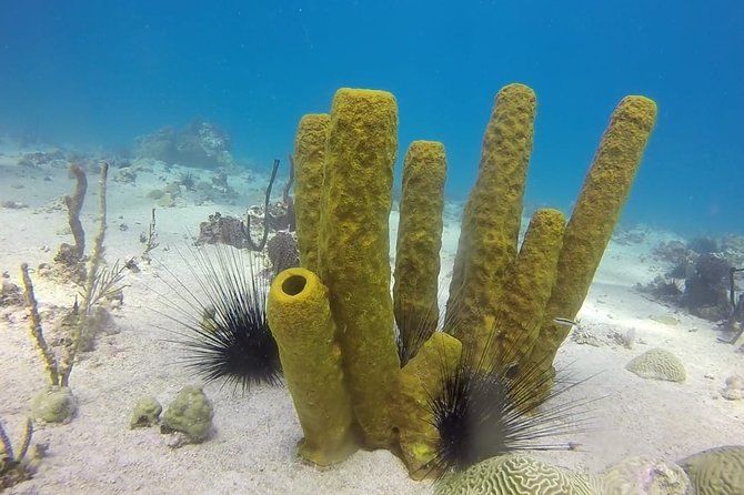 Scuba Diving at Catalina Island - 2 tank - for Certified Divers - Should you book this Catalina Island scuba day?