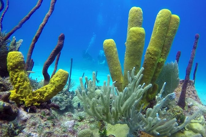 Scuba Diving at Catalina Island - 2 tank - for Certified Divers - The Wall (east side): coral gardens with the deeper part of the day