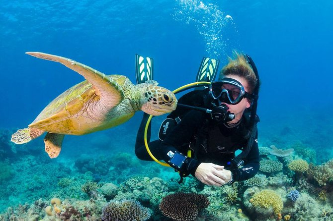 Scuba Diving on Catalina Island | 2 tanks, 2 spots - Key points to know before you go