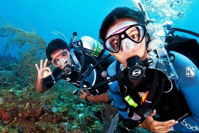 Scuba Diving on Catalina Island | 2 tanks, 2 spots - Catalina Island from Punta Cana: what the 8-hour day is like