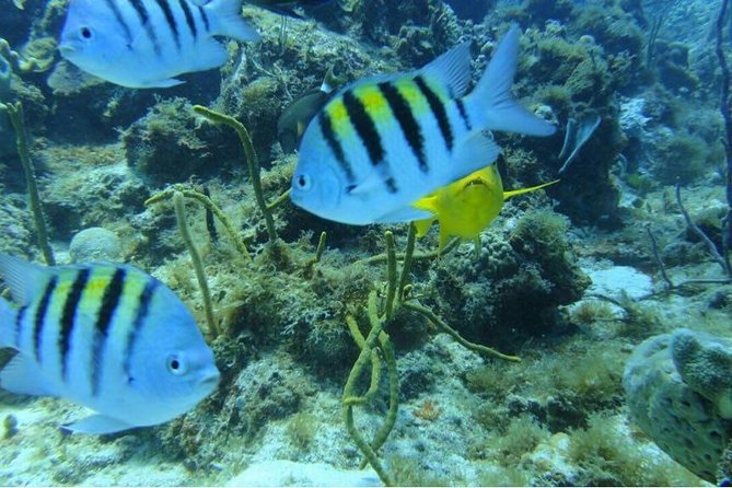 Scuba Diving on Catalina Island | 2 tanks, 2 spots - Should you book this Punta Cana Catalina Island scuba package?