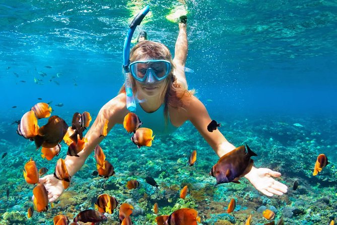 Scuba Diving on Catalina Island | 2 tanks, 2 spots - Two-tank scuba plan: the Aquarium and El Muro Wall stops