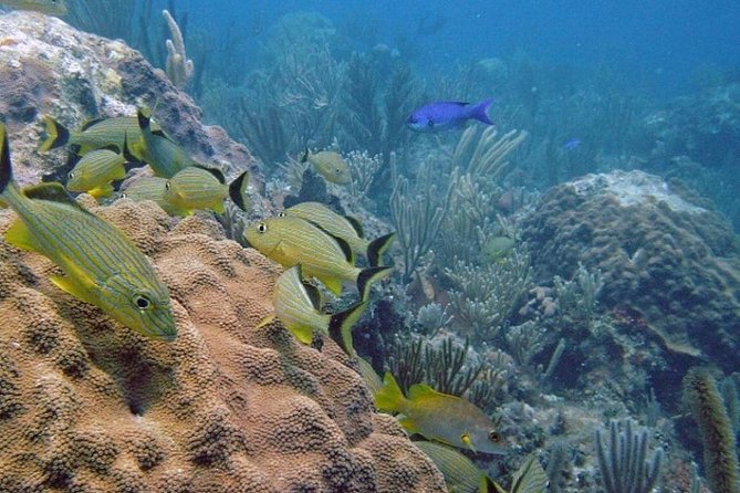 Scuba Doo Diving Experience in Punta Cana - Punta Cana’s Cabeza de Toro Coast: Why This Area Works