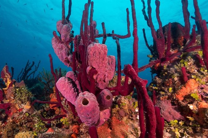 Scuba Doo Diving Experience in Punta Cana - Photos After the Water: Pay Attention Before You Say Yes