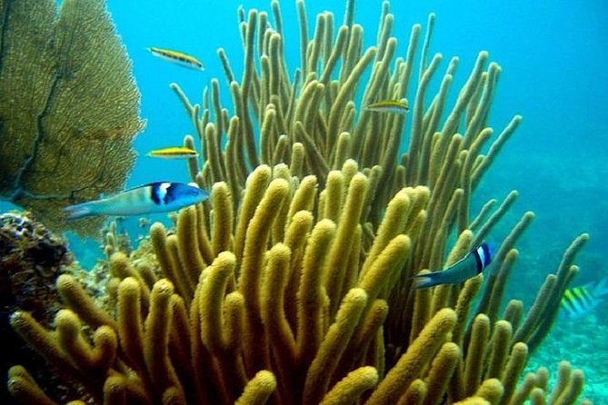 Scuba Doo Underwater Scooter in Punta Cana (Half Day) - Photos, that $75 price, and what you’ll spend after