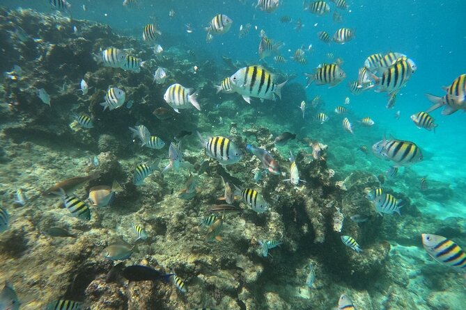Short Excursion 4-Hour Party Catamaran and Snorkeling - Entering the water world from Cabarete (without losing half your day)