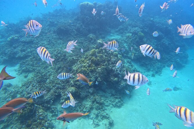Short Excursion 4-Hour Party Catamaran and Snorkeling - Reef viewing plus snorkeling: how the flow usually works