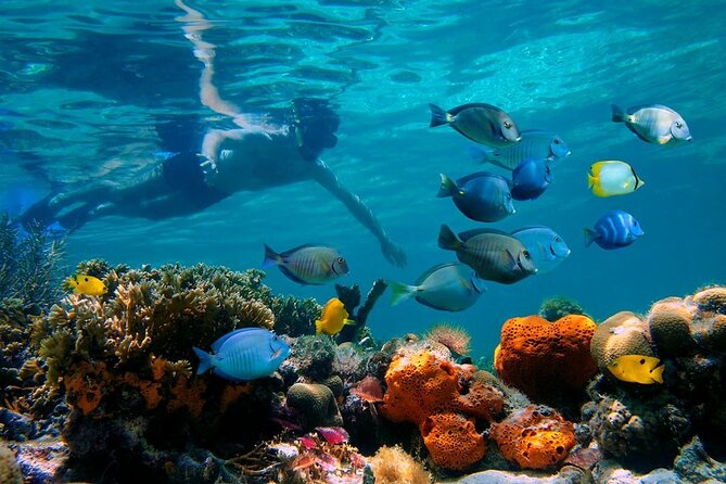 Short Excursion 4-Hour Party Catamaran and Snorkeling - The Sosua stop: where the reef time actually happens
