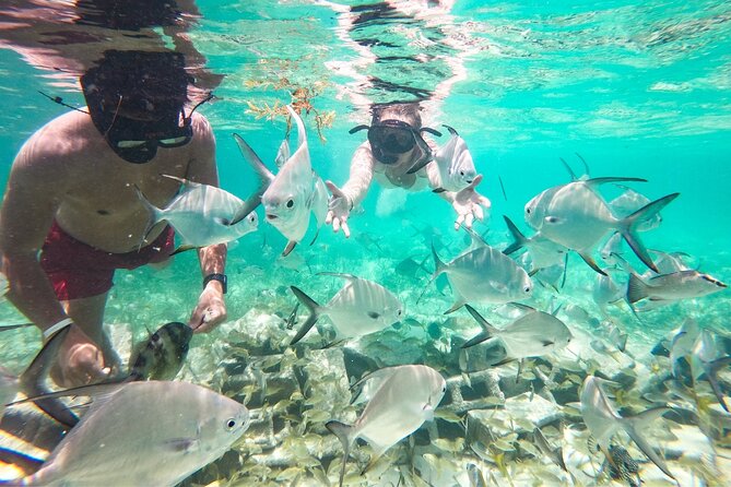 Snorkel Lovers for All Ages & Premium Seafood Lunch in Punta Cana - Stop Two at the Coral Nursery: One Full Hour and the Restoration Story