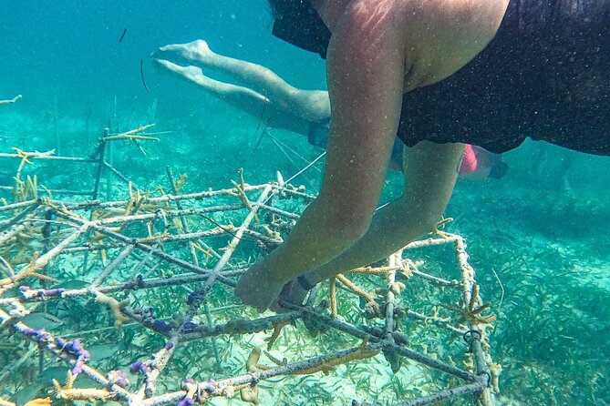 Snorkel Lovers for All Ages & Premium Seafood Lunch in Punta Cana - Lunch Back at the Natural Pool: Premium Seafood Options and Floating Kitchen Comfort