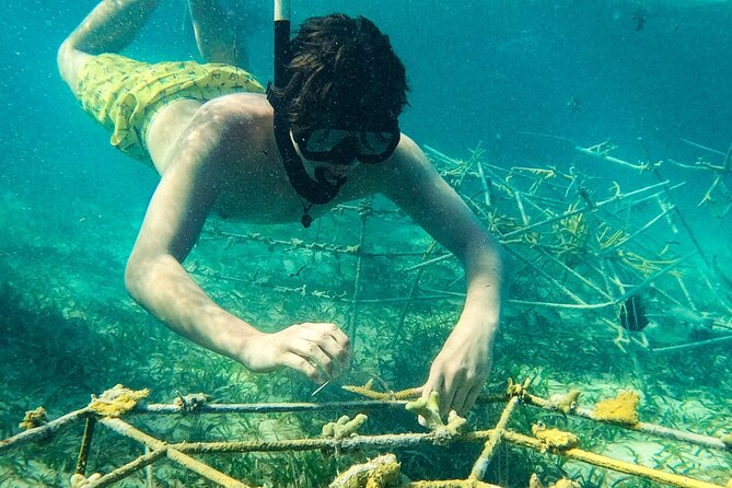 Snorkel Lovers for All Ages & Premium Seafood Lunch in Punta Cana - Price Value at $114: Why It Costs What It Costs