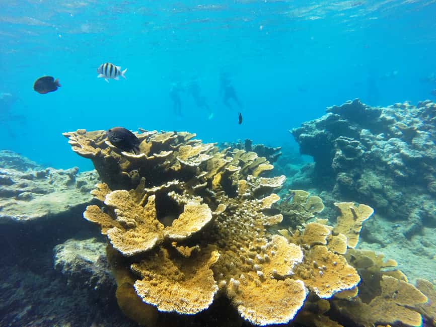 Snorkeling Tour & Sosua Beach Day - Should you book the Snorkeling Tour & Sosua Beach Day?