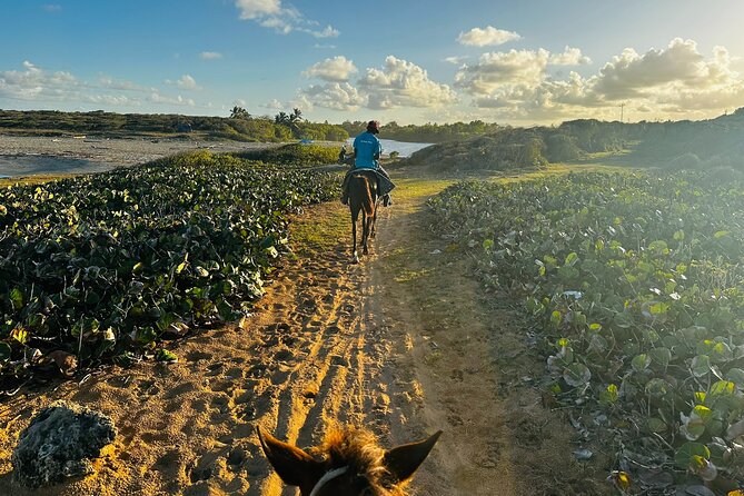 Sunset Horseback Ride at Macao Beach & Forest with Transfers - Should you book this tour?